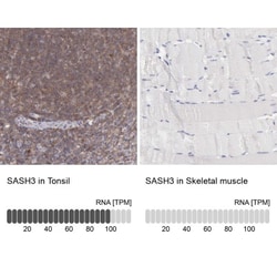 SASH3 Antibody, Novus Biologicals 0.1mL; Unlabeled:Antibodies, Polyclonal